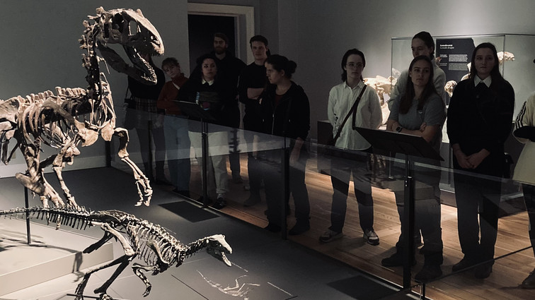 Studerende ser på dinosaurskeletter på museum