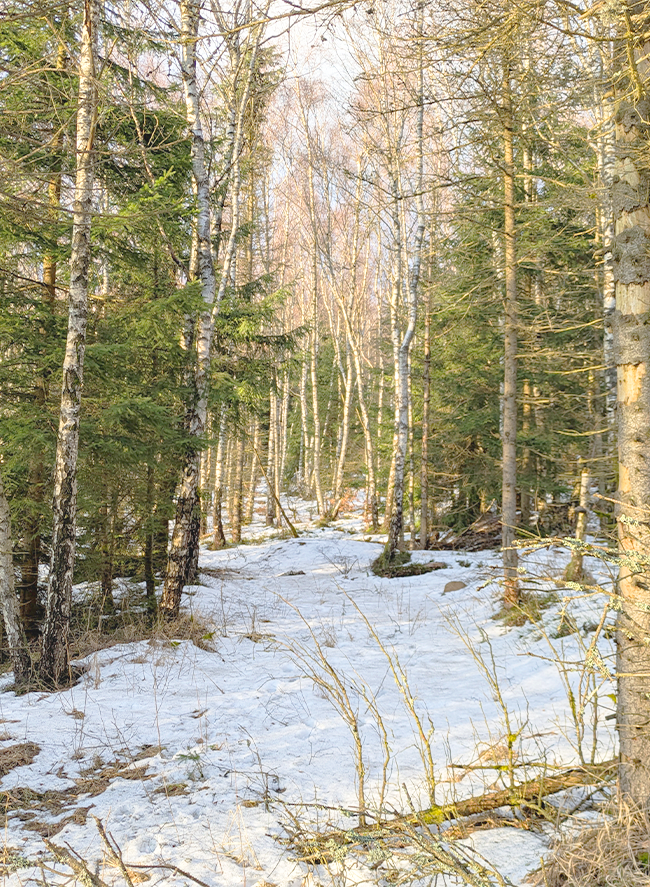 Protected Nature: Birch Forest