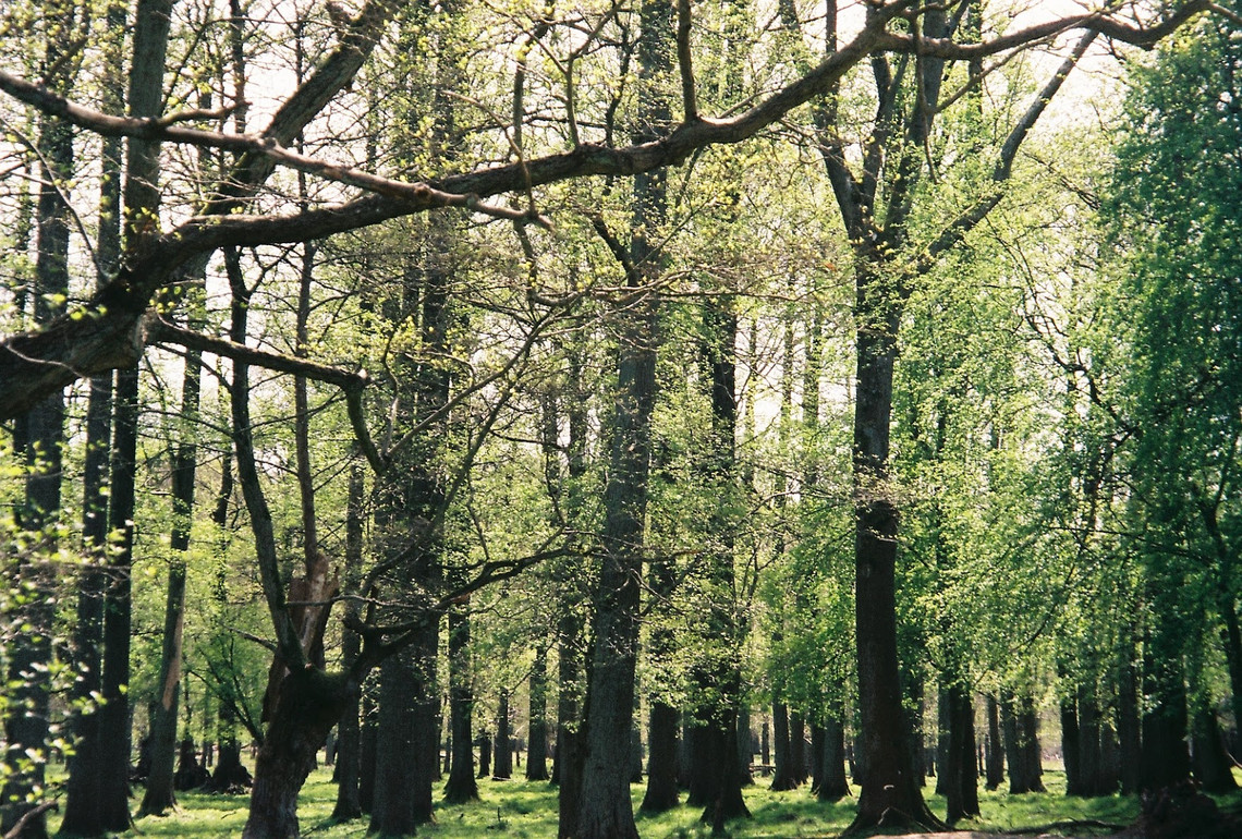 nature