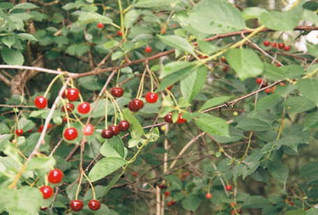 nature