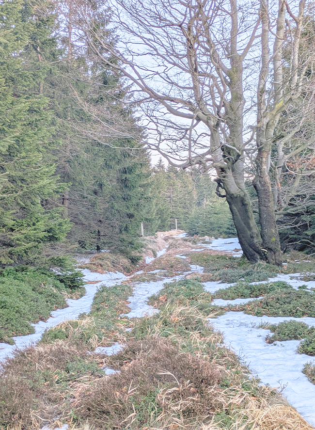 Peat bog Border