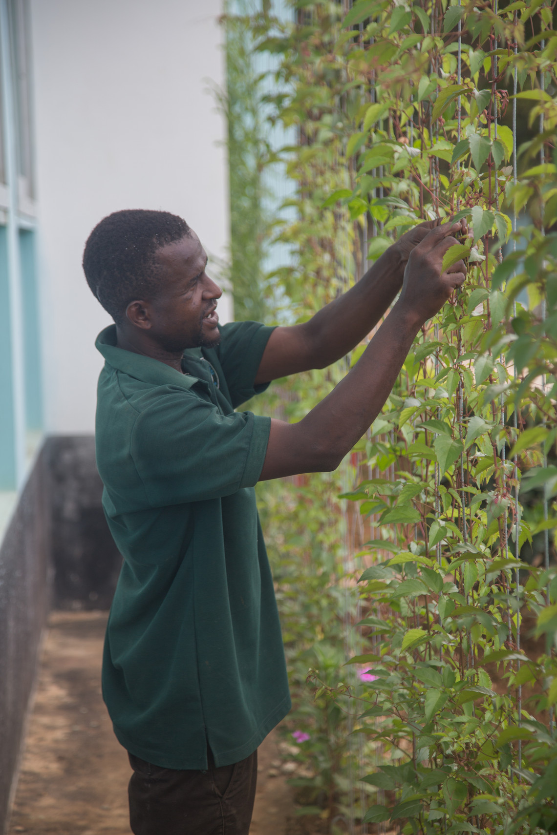 Hospital gardener tends to shading climbing plant wall