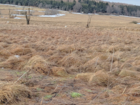 Protected Nature: Wet Meadow Landscape