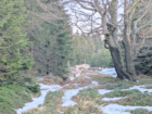 National Border: Peat Bog Cut-Through