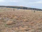 Wet Meadow Landscape