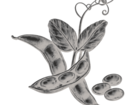 Soybean