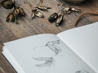 Dried plant pods and seeds arranged on a wooden table beside a sketchbook.
