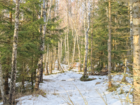 Birch Forest