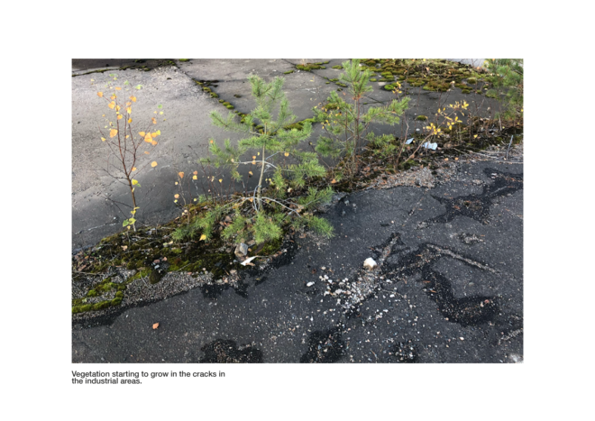 Vegetation starting to grow in the cracks in the industrial areas. 