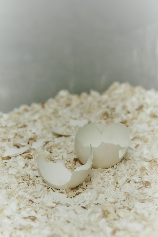 Eggshells, raw material for Unwasted Eggshells - Raw material, Unwasted
