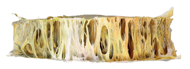 Cellular Structure Plate I