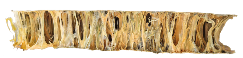 Cellular Structure Plate III