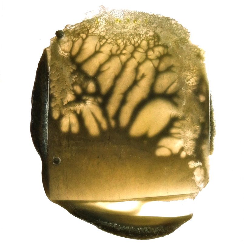 Cellular structure III