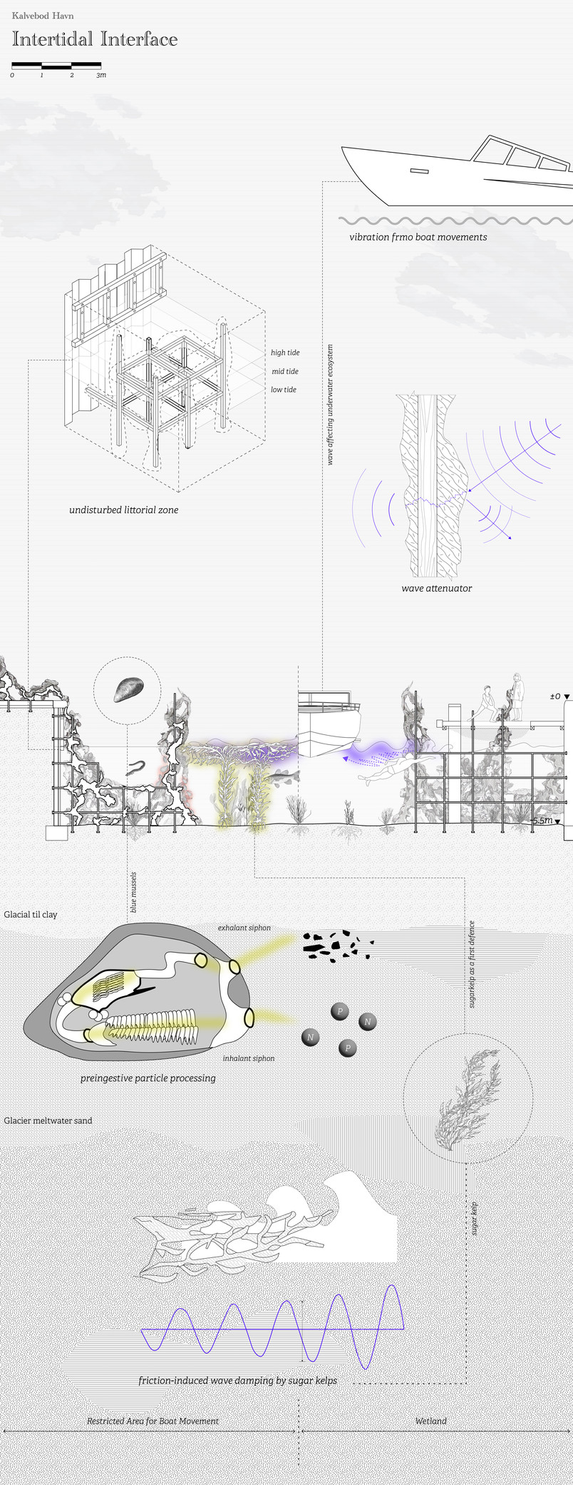 Section of biological performance: Intertidal Interface