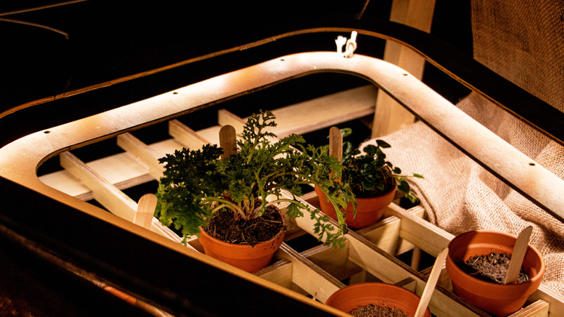 Plant Growth in UV