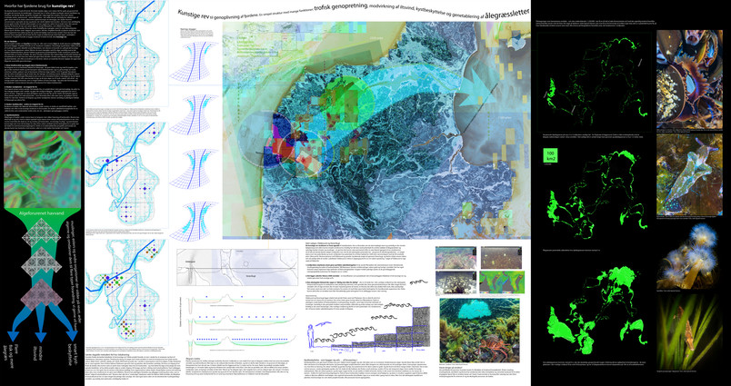 Situating the artificial reefs