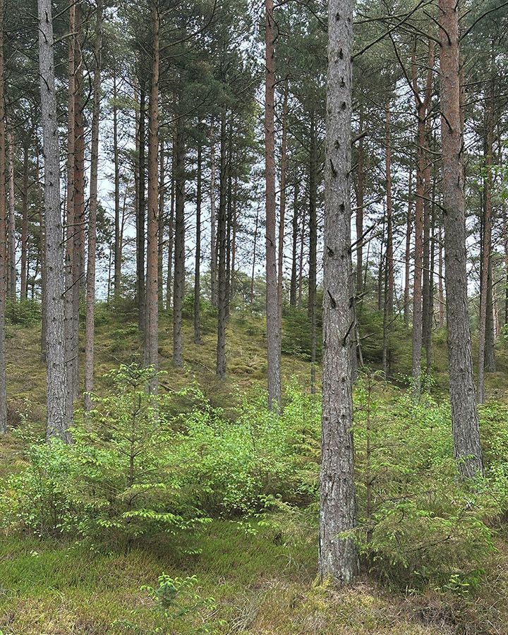 Wood