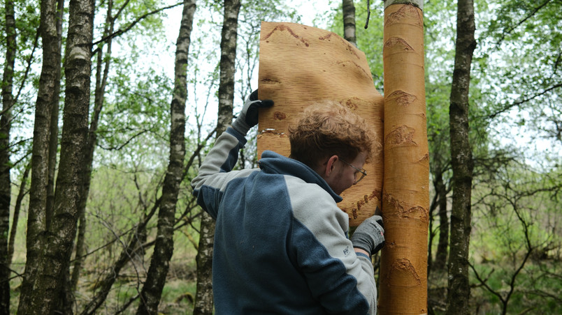 Birch bark harvest