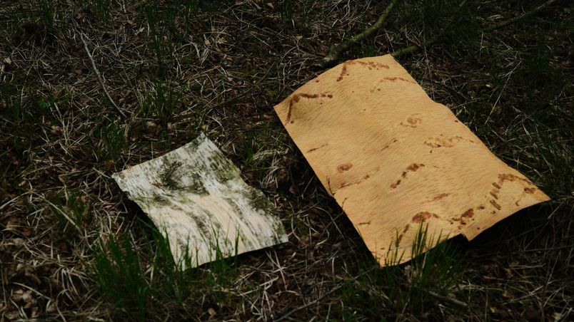 Birch bark harvest