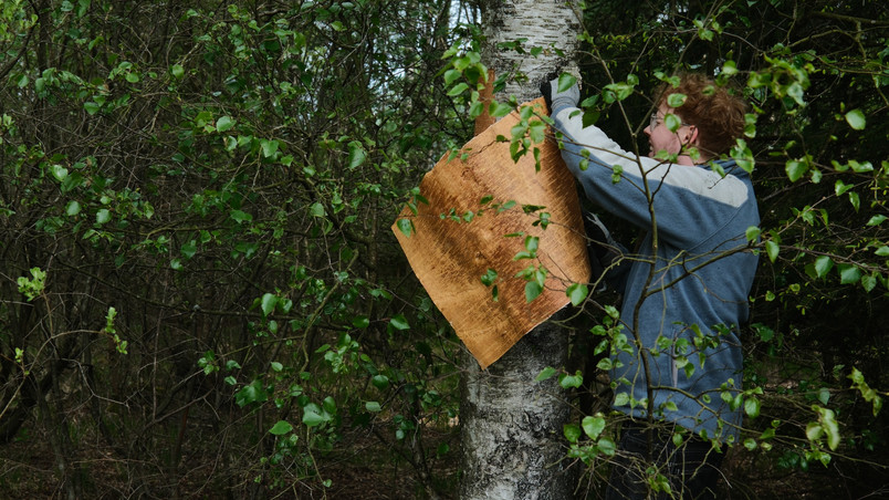 Birch bark harvest