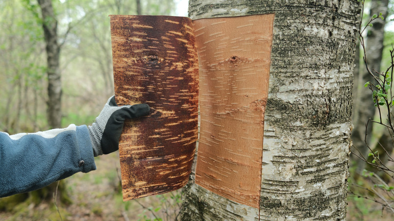 Birch bark harvest