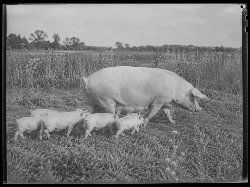 Sow with her piglets