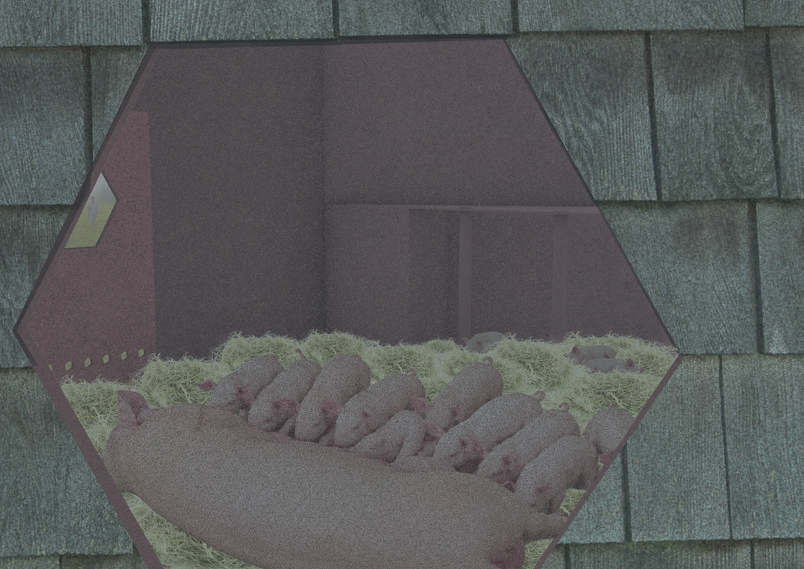 Scenario Visualisation: Farrowing hut
