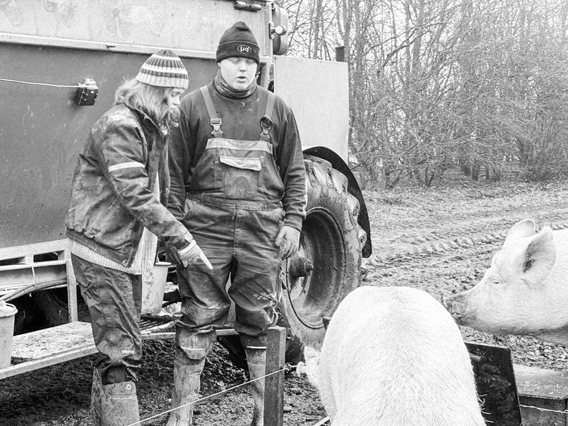 Field study at an organic pig production in Denmark