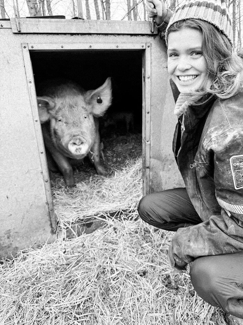Field study at an organic pig production in Denmark