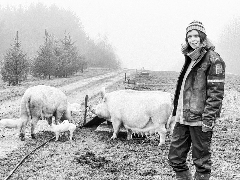 Field study at an organic pig production in Denmark