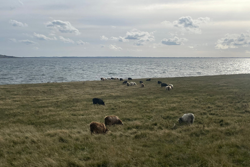 Sheep grazing at Ordrup Næs
