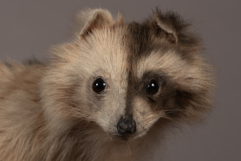 Raccoon after color restoration, showing the contrast between faded and restored fur