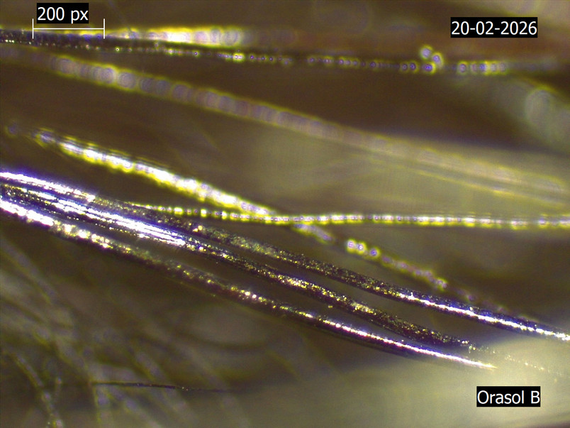 Orasol Dye on fur
