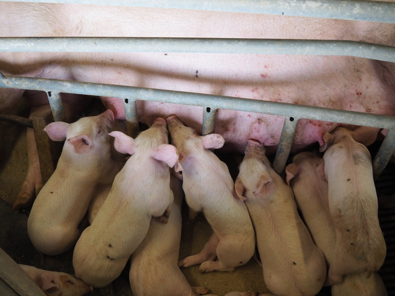 Photo from a farrowing unit in the conventional production system addressed in the project. Photo by author.