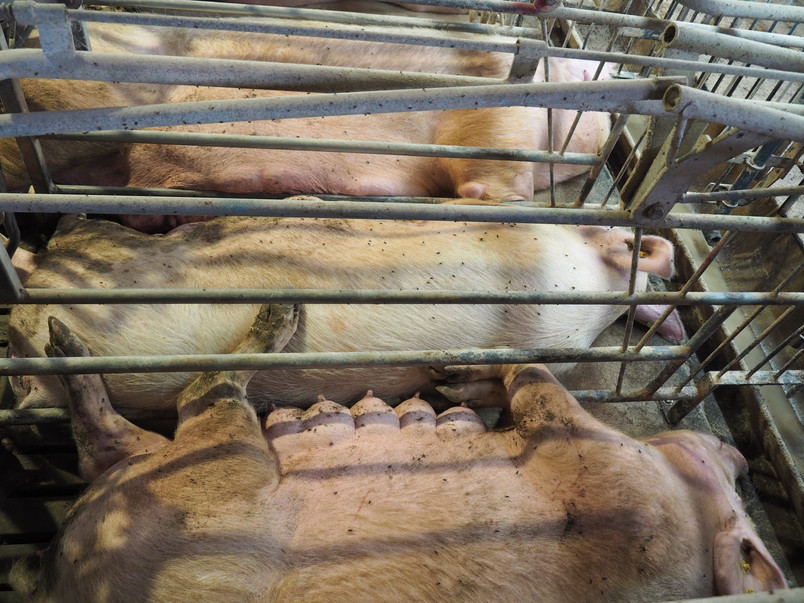 Photo from the breeding unit in the conventional production system addressed in the project. Photo by author.