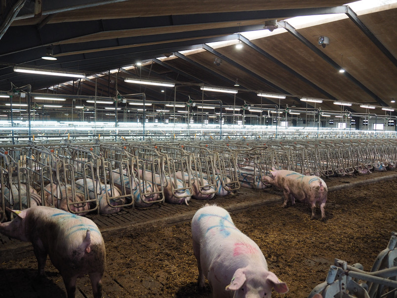 Photo from the conventional production facility examined in the project. Photo by author.