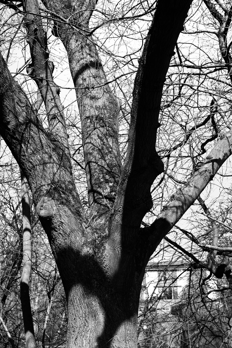 tree branches-2