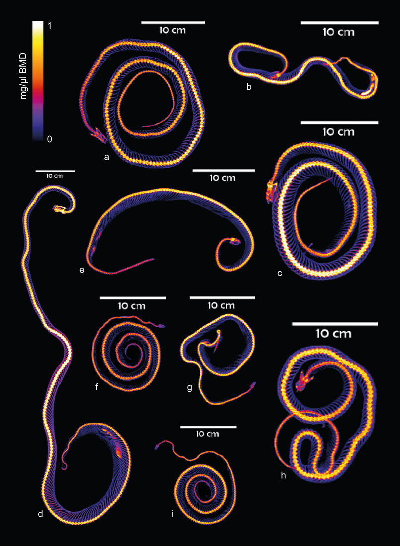 A selection of CT-scanned elapid snake specimens visualised using the software ImageJ.