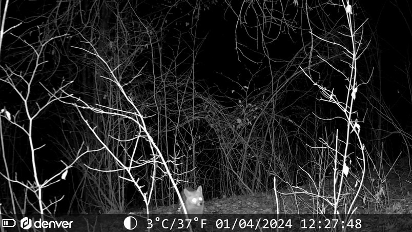 A fox peers out from bare branches in a dark forest, captured by a trail camera.