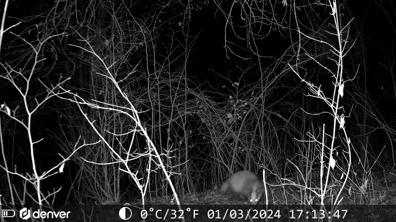 A fox sniffs the forest floor among dense, leafless bushes at night.