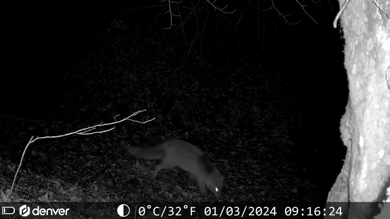 A fox with a bushy tail sniffs the forest floor beside a large tree trunk.