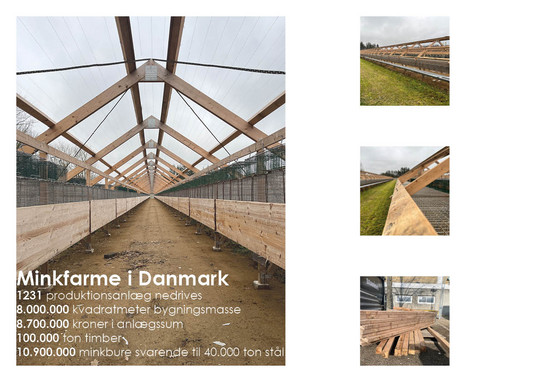 En minkfarm i Dronninglund