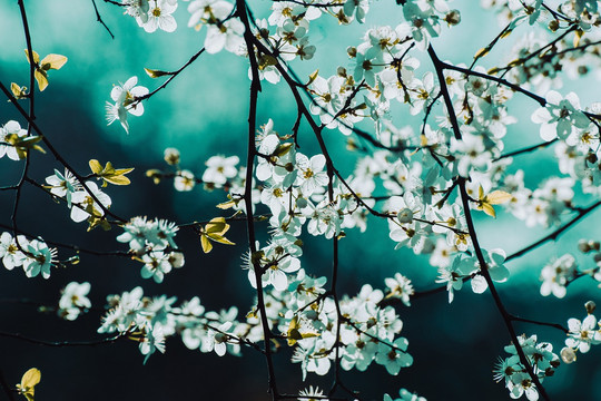 Blomstrende træer med hvide blomster