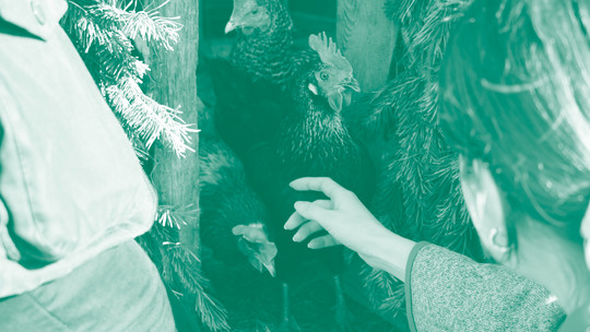 Relational workshop participants greeting the chickens