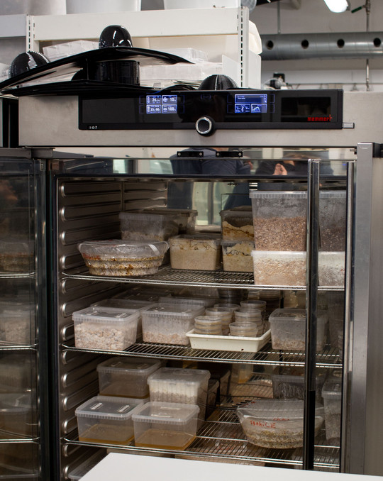   Inkubatorskab med stabile plastbeholdere fyldt med mycelium på metalhylder i et laboratoriemiljø.