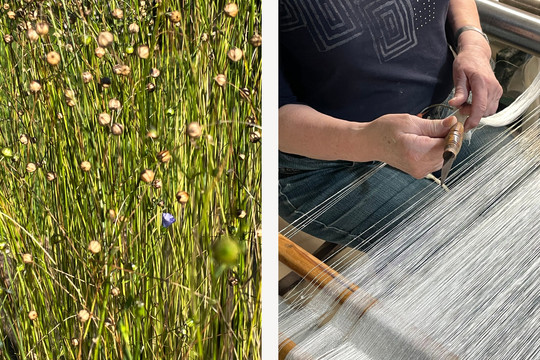 Flax plants and volunteer working at Hoervaevsmuseet