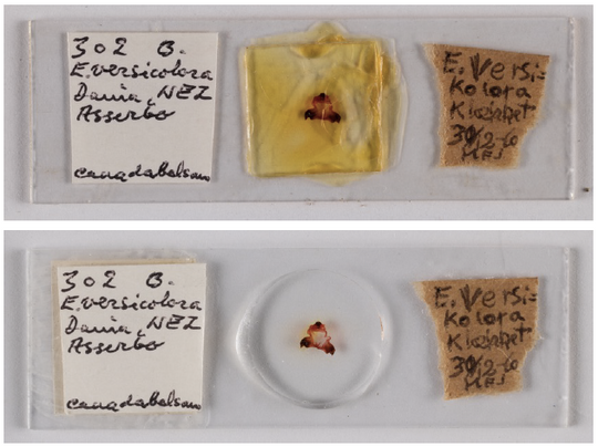 Restoration of slide with broken coverslip (Canada balsam)
