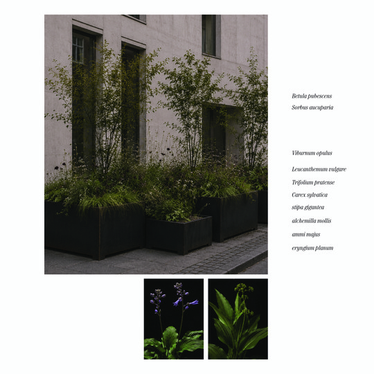Large planters with trees and perennials outside a building, with examples of plant species.