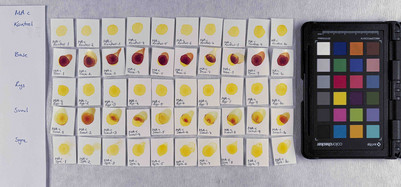 Benzimidazolone yellow in concentration c, after treatment