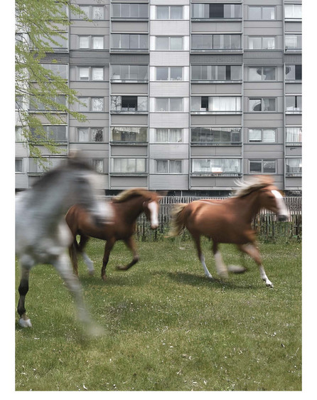Hæste på fold